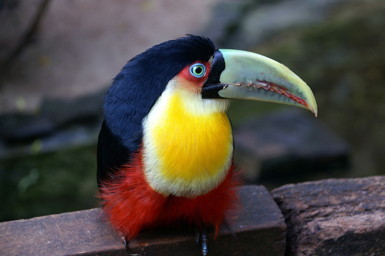 brazil, toucan, bird-1185279.jpg