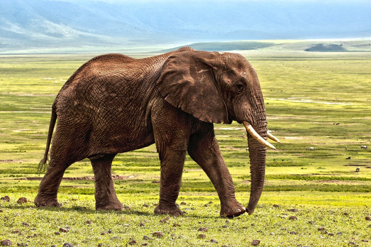 elephant, safari, animal-1421167.jpg